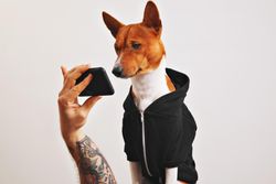 Dog looking at smart phone held by man