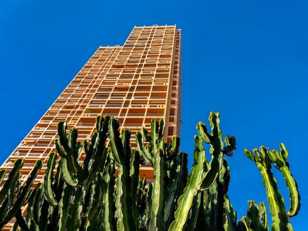 Cactus in front of high rise building on clear day