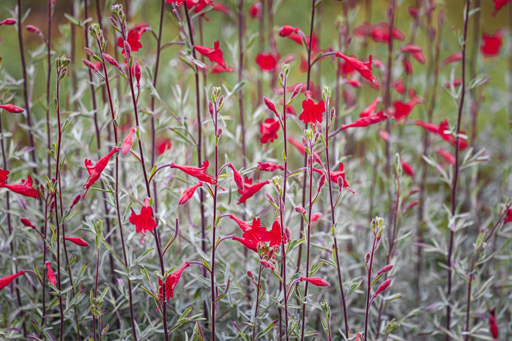 Patch of red flowers