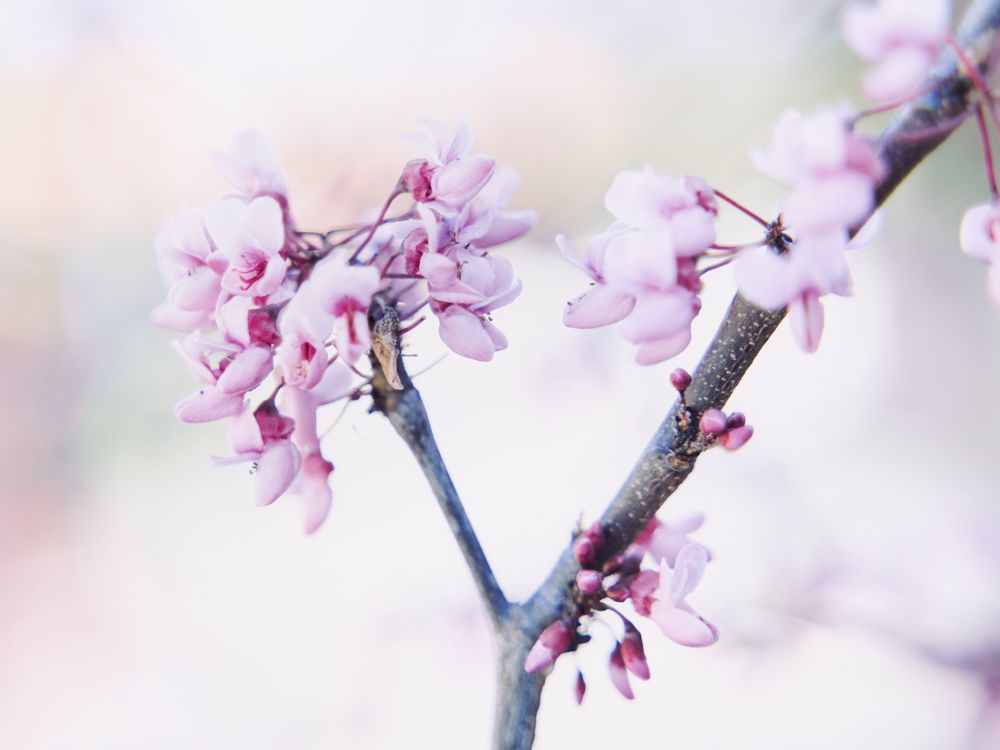 Light pink purple flowers on a branch