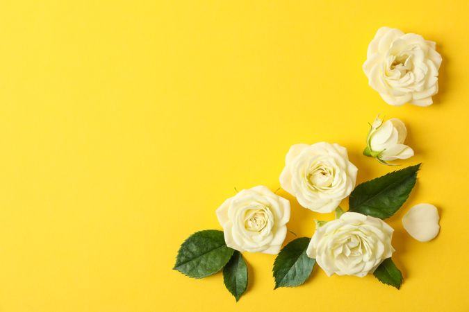Beautiful roses on yellow background, space for text