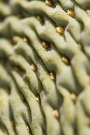 Macro shot of beavertail cactus