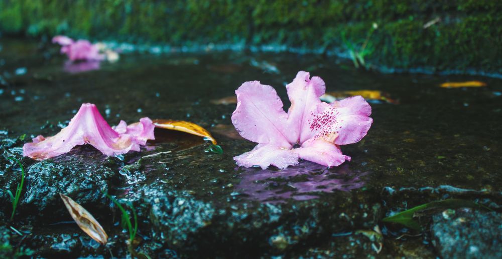 Flower petels