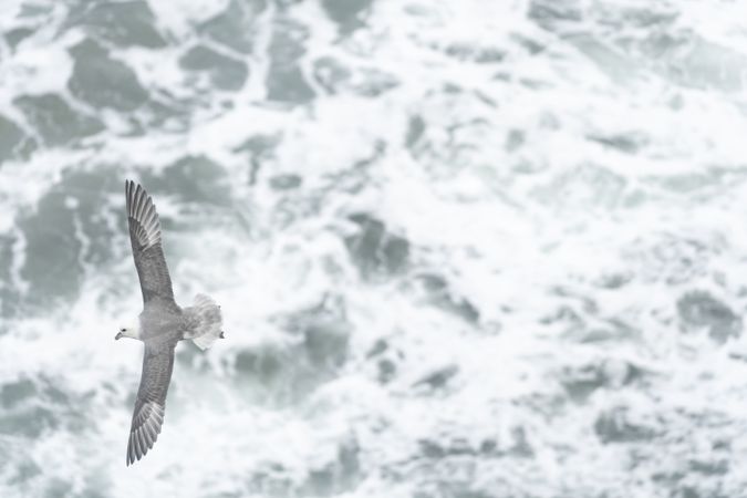Bird flying above water surface