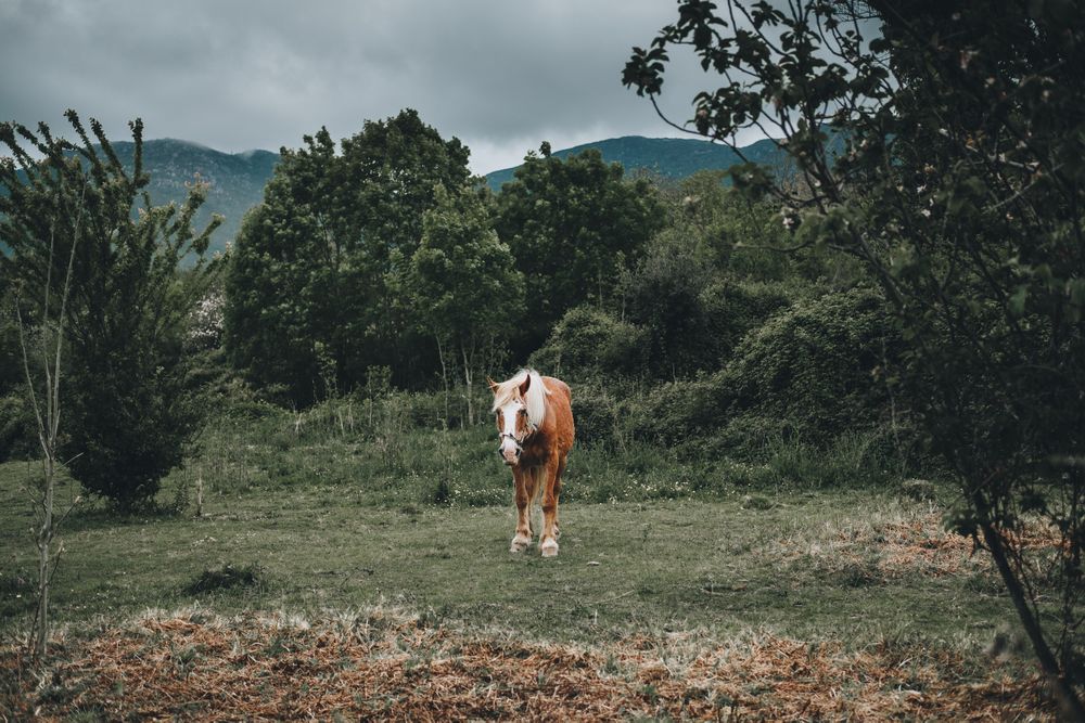 Horse eating bait on nature background