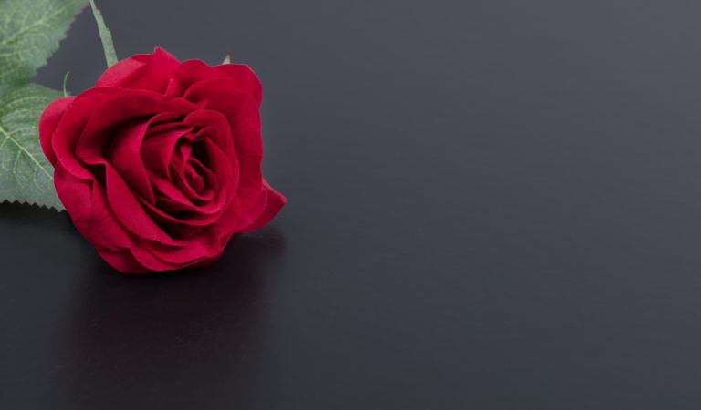 Close up of a single red rose on dark stone setting
