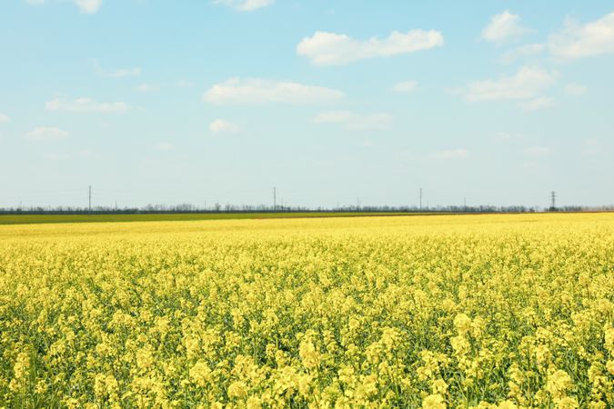 Beautiful rapeseed field. Amazing spring nature. Photo outdoor