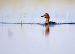 Wild bird swimming on water