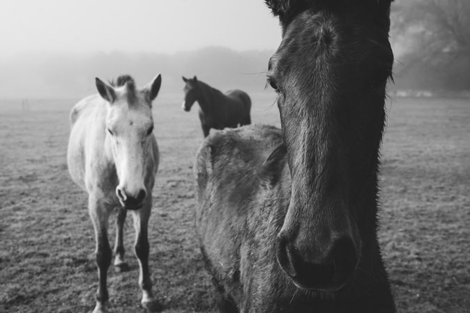 Horses on meadow in fog