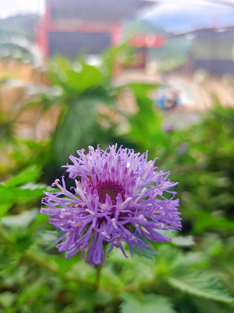 a purple flower
