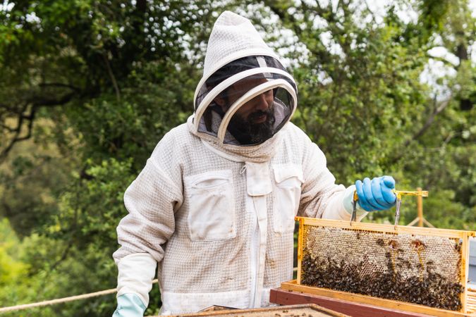 Male beekeeper with honeycomb in apiary