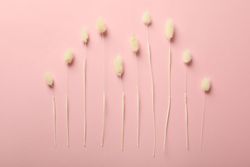 Artful arrangement of dried bunny tail on pink background
