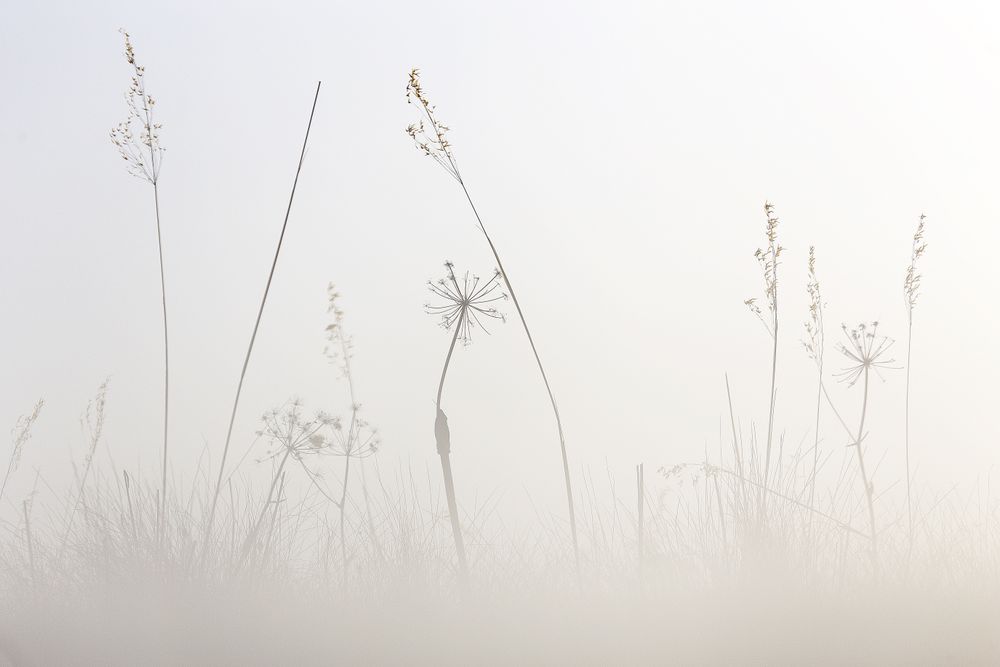 Transparent golden twigs on bright sky