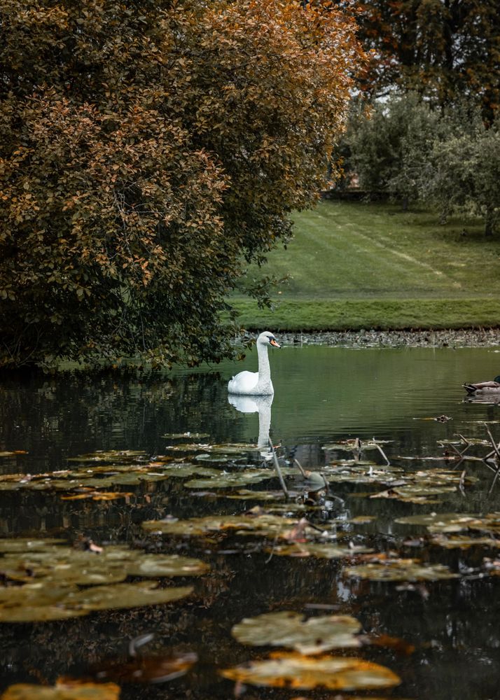 Swan on river