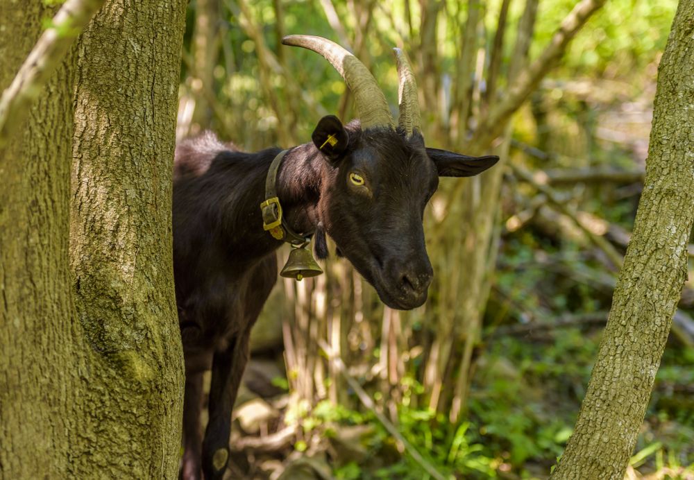Goat hiding behind a tree