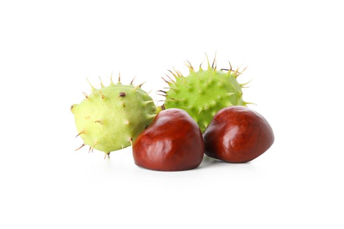 Fresh and ripe chestnuts, isolated on plain background