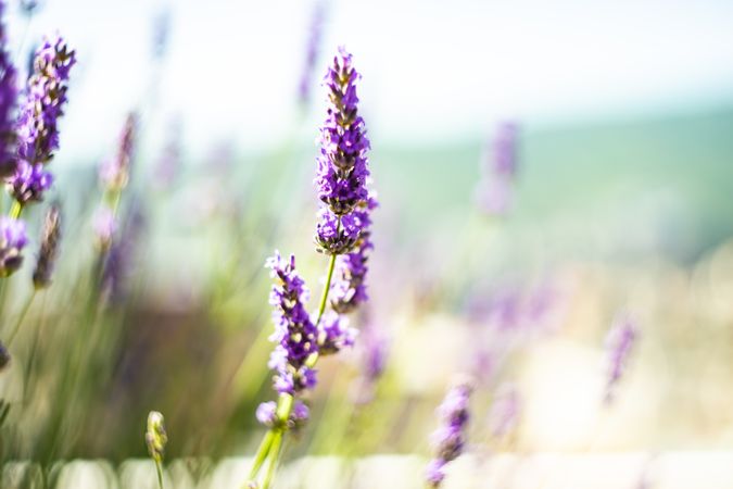 Flowering Lavandula in a summer garden