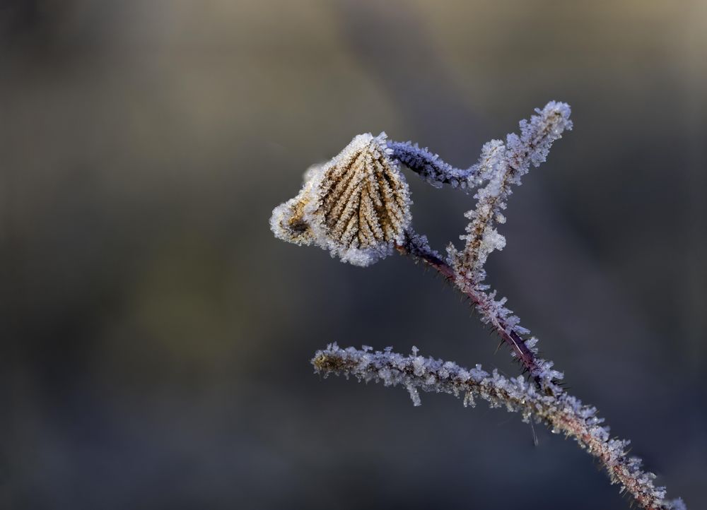 Branch and leaves with frost