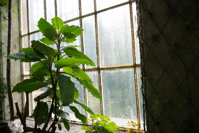 Interior of greenhouse with lush foliage