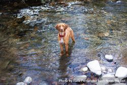 Cute dog in shallow rocky water 5keXob