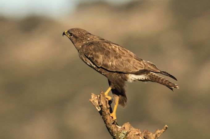 Furious wild eagle