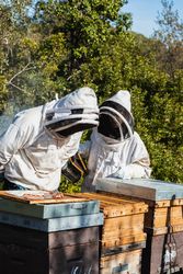 Beekeepers using smoker in apiary