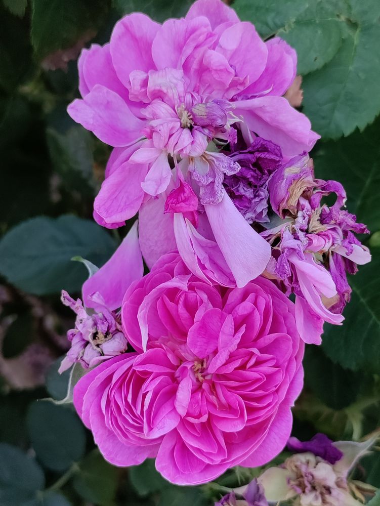 Deep fuchsia roses, vertical
