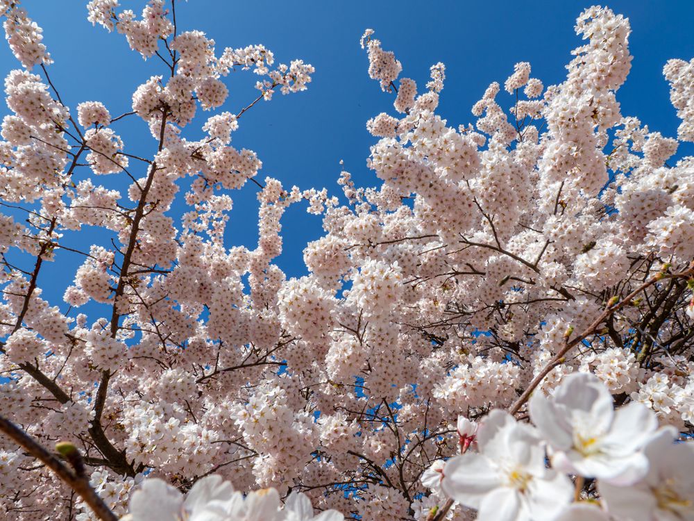 Beautiful cherry blossoms blooming with pink flowers