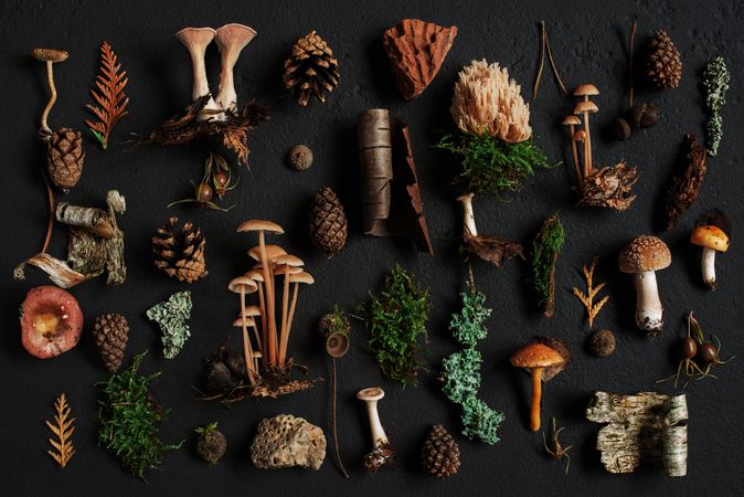 Top view of flat lay of woodsy items, mushrooms, fir tips and pinecones