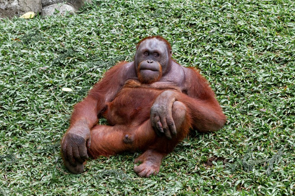 Monkey Relaxing