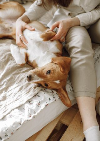 Woman petting with beagle  dog on bed