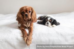 Two cavalier spaniels lying in the sheets 5zXxgb