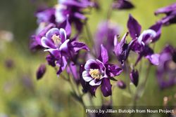 Purple Columbine flowers growing in the wild 5Q6ge4