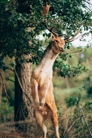 Elk stand on its hind legs in countryside