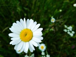 Close up of daisy flower in the grass