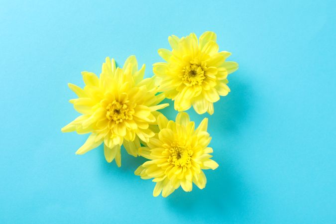 Yellow chrysanthemums on blue background, space for text
