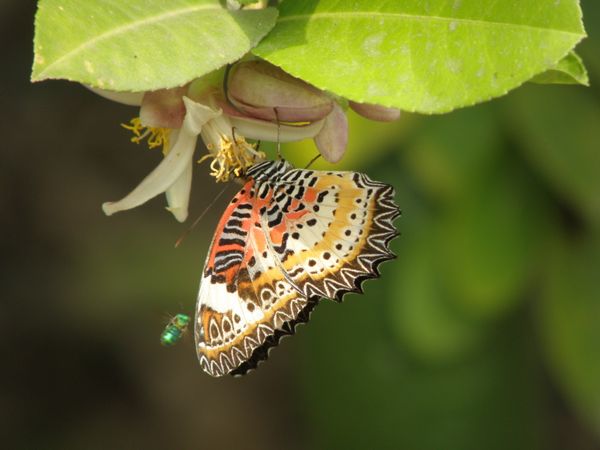 Butterfly pollination