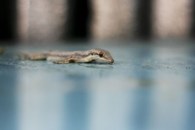 Close up of gecko crawling on blue table