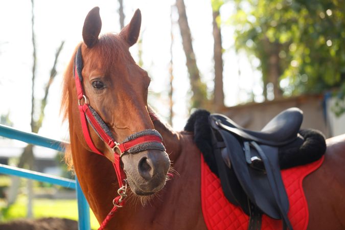 Pedigree horse for equestrian sport with red saddle