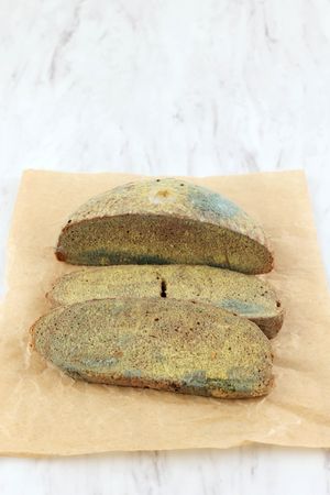 Moldy Fungus on Rotten Bread