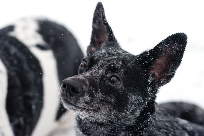 Curious Dog in Snow