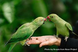 Two green parrots on person's hand 5wk965