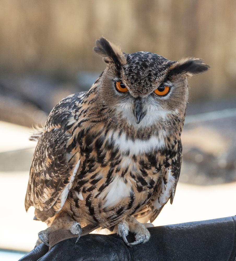 Owl at Alligator Adventure theme park, North Myrtle Beach, South Carolina