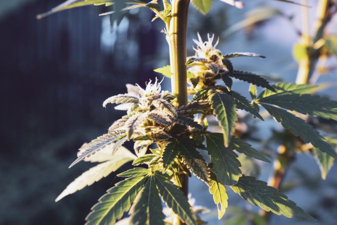 Marijuana plant with crystals in the sun