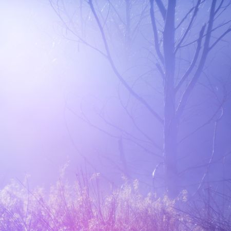 Blurred trees in forest