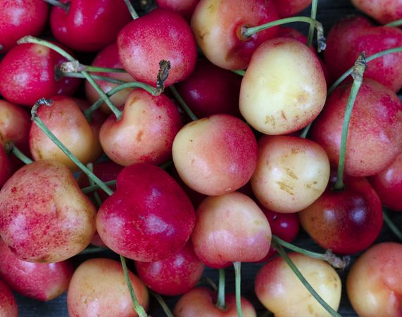 Rainier cherries in filled frame layout for food background