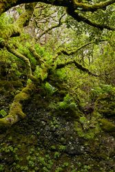 Lush green vegetation of tropical woods