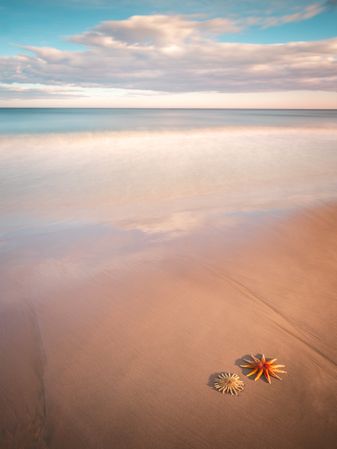 Starfish on sandy coast near sea
