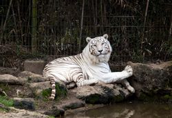Siberian tiger sitting on rocks in enclosure of Montgomery Zoo v4N2l4