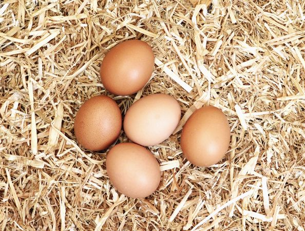 eggs